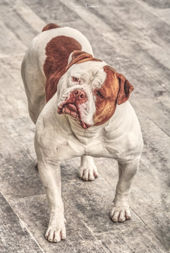 dog logo